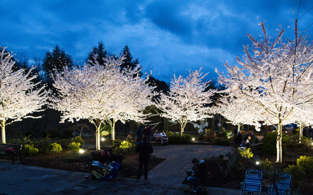 Power of Dauer Illuminates Gresham Japanese Garden’s Cherry Blossoms